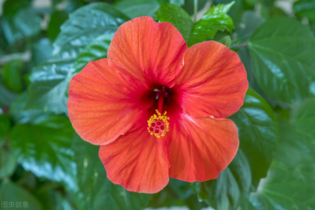 中国古典十大花卉,中国传统十大花卉有哪些