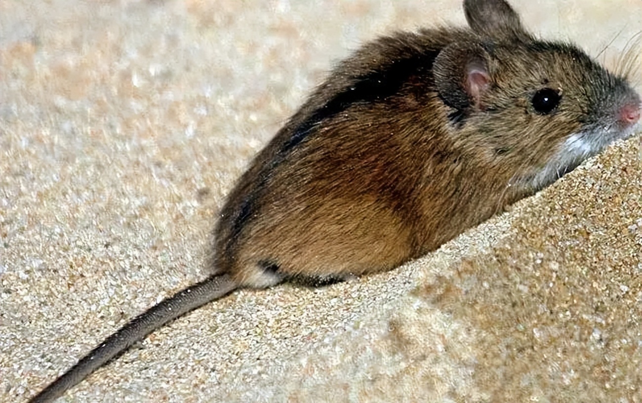 56年上海传染病院来一老农，浑身滚烫口鼻冒血，医生检查表情诡异