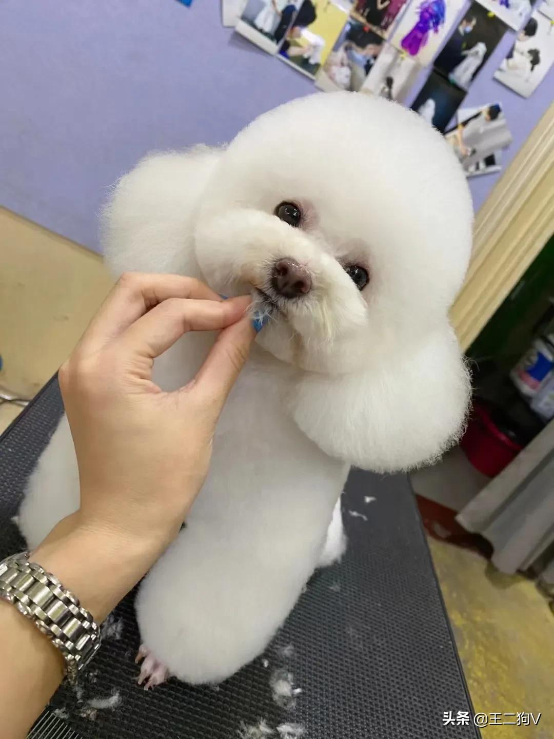 小卷毛留什么发型,顺毛儿童适合什么发型