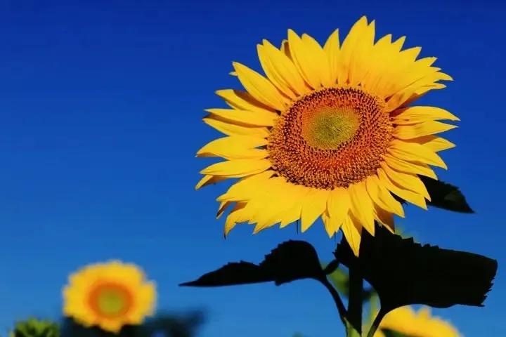 开小吃店需要学会哪些菜品,想开小吃餐饮店有什么推荐