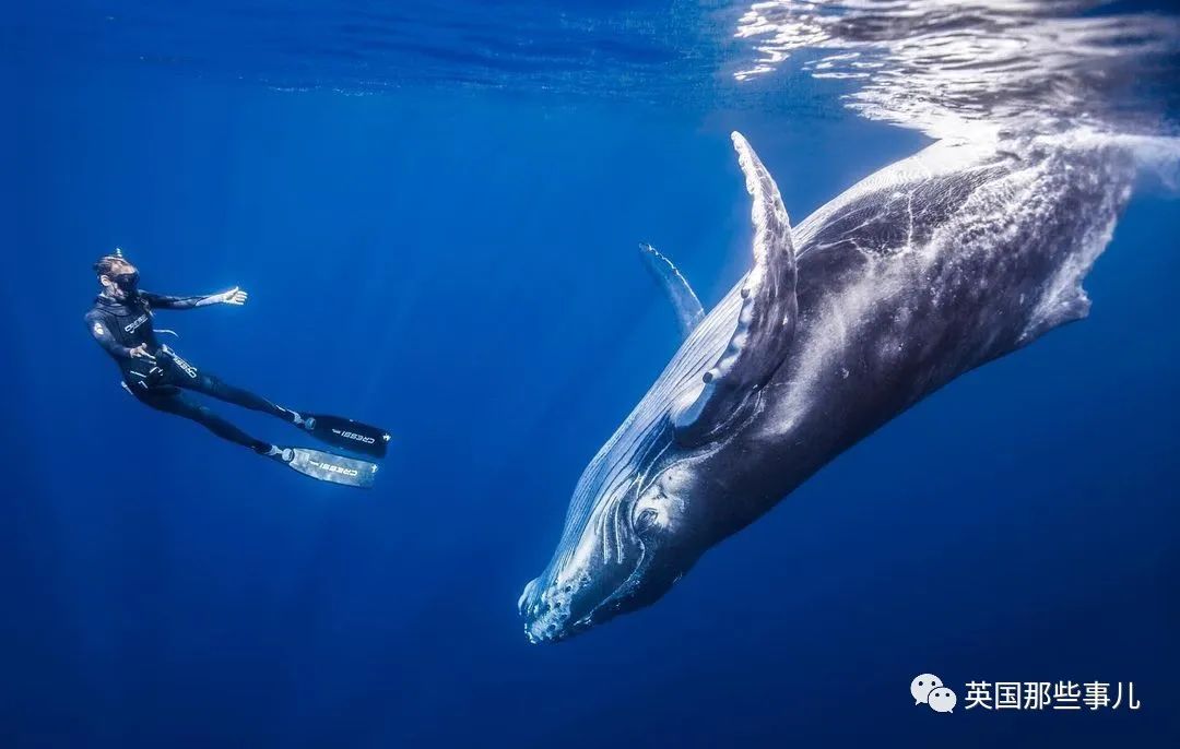 巨型座头鲸搁浅海滩数小时,巨大座头鲸出水瞬间