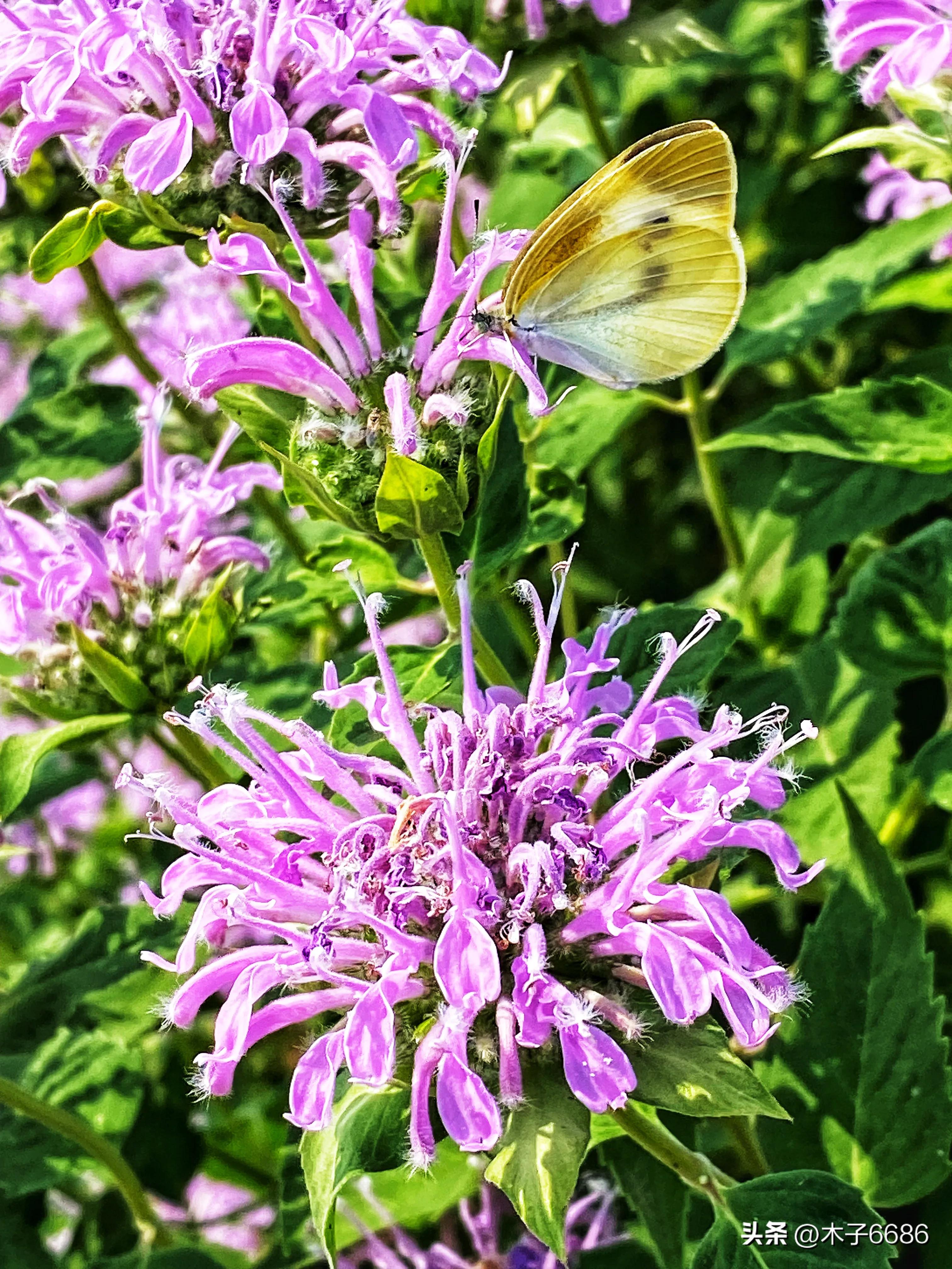 苹果味的薄荷植物,薄荷清凉可口