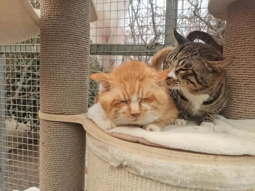 打遍猫群无敌手,猫中小霸王胖咪的幸福喵生