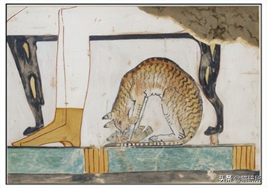 英短猫和美短哪个好养,英短跟美短猫咪