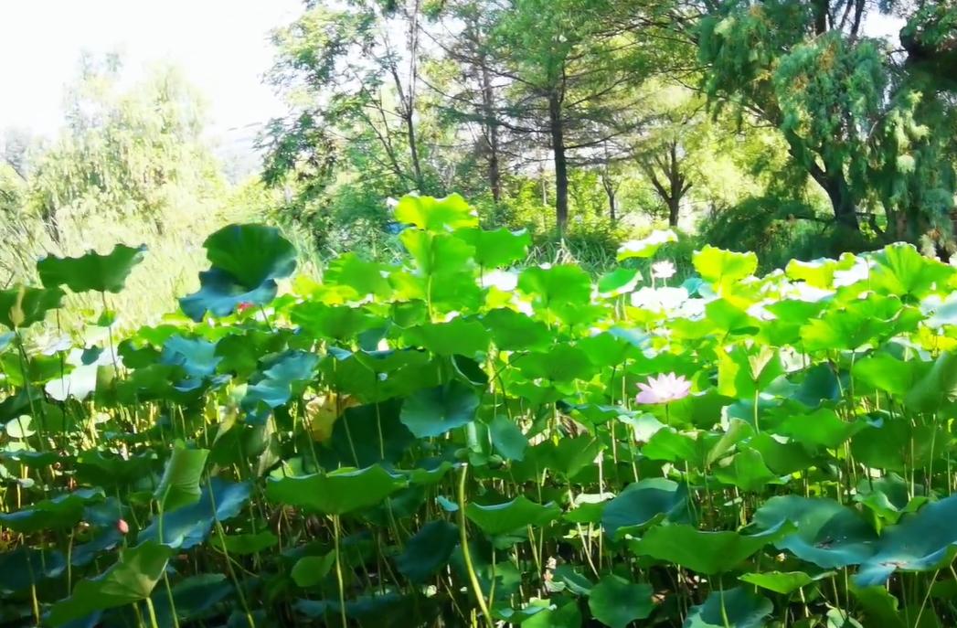 十一带娃郑州周边出游推荐,带娃游郑州旅游攻略