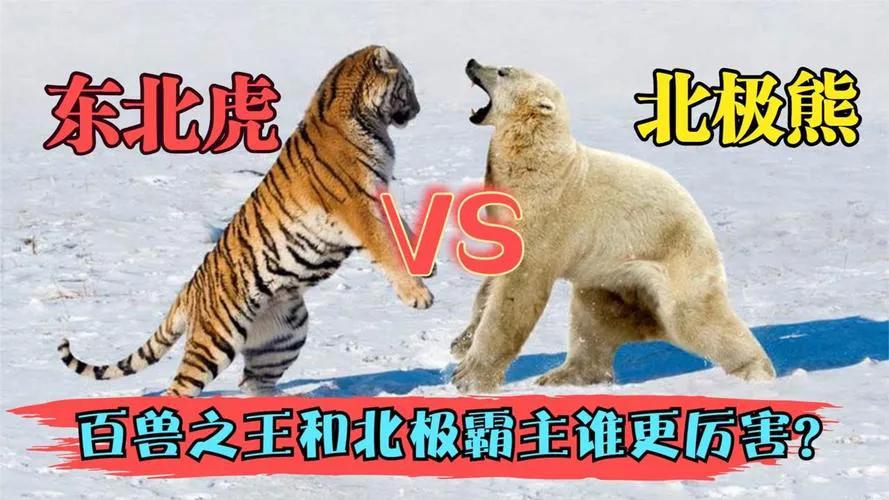 百兽之王和北极熊,百兽之王北极熊