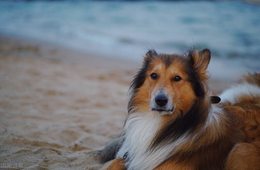 狗狗患癌死亡,狗狗得癌症的几率有多大