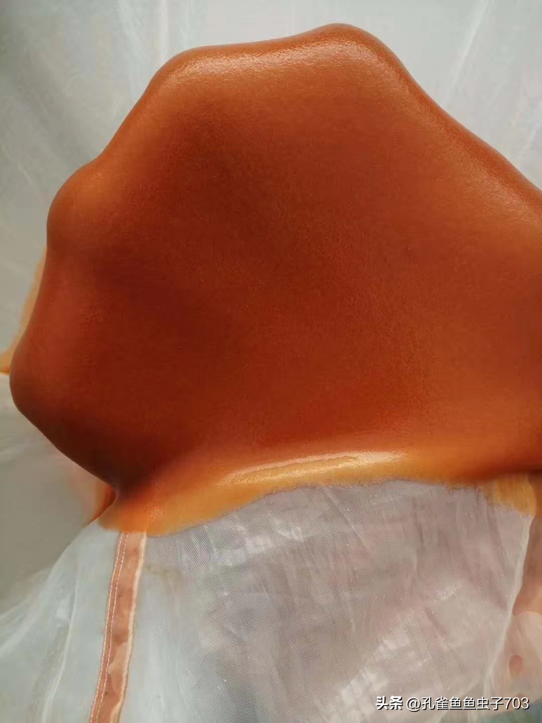 春季鱼为什么死亡如何救活,自己养的鱼无征兆死亡怎么回事