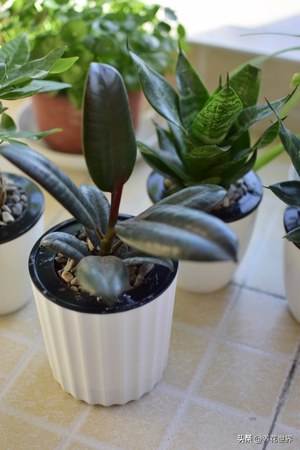 30种最适合客厅的植物大气又漂亮,居室客厅植物装饰温馨