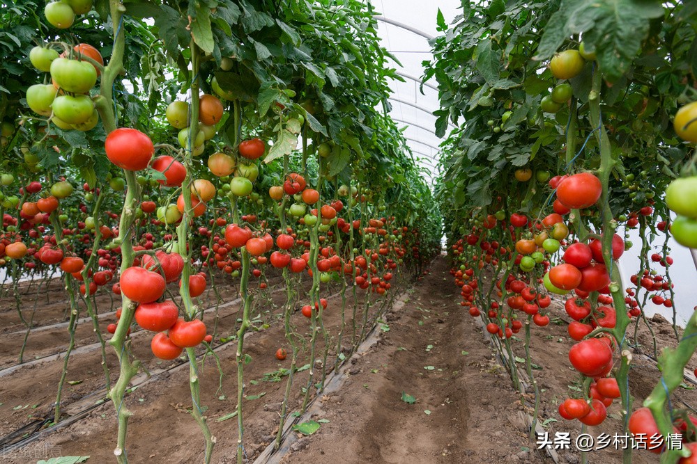 怎么发酵出来的种植酵素最好,酵素种植技术全过程