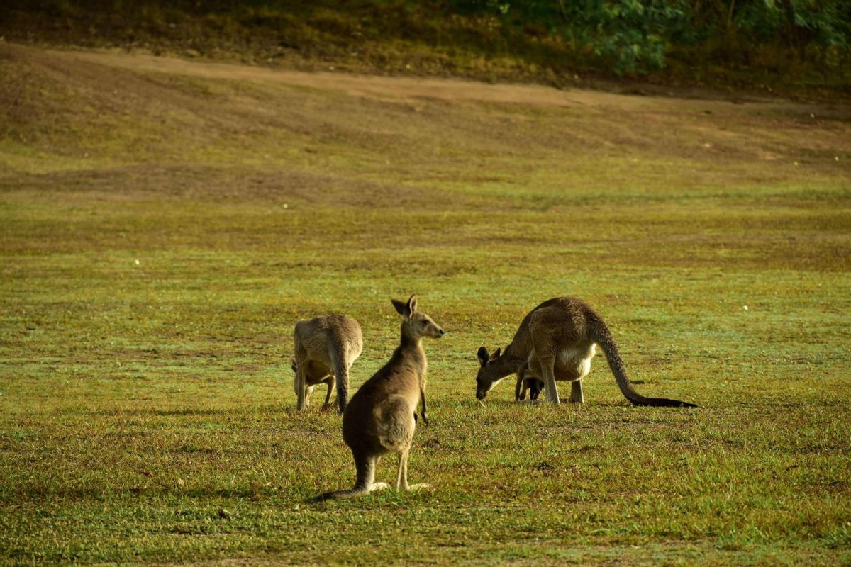 澳洲那么多土地为什么不开发,澳洲有多大面积土地