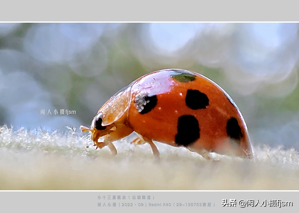 手机微距摄影实用技法图片,手机拍摄之微距镜头拍摄欣赏