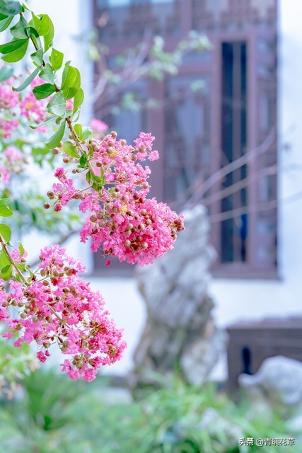 家种吉祥草地出富贵花,屋门前种什么树聚财