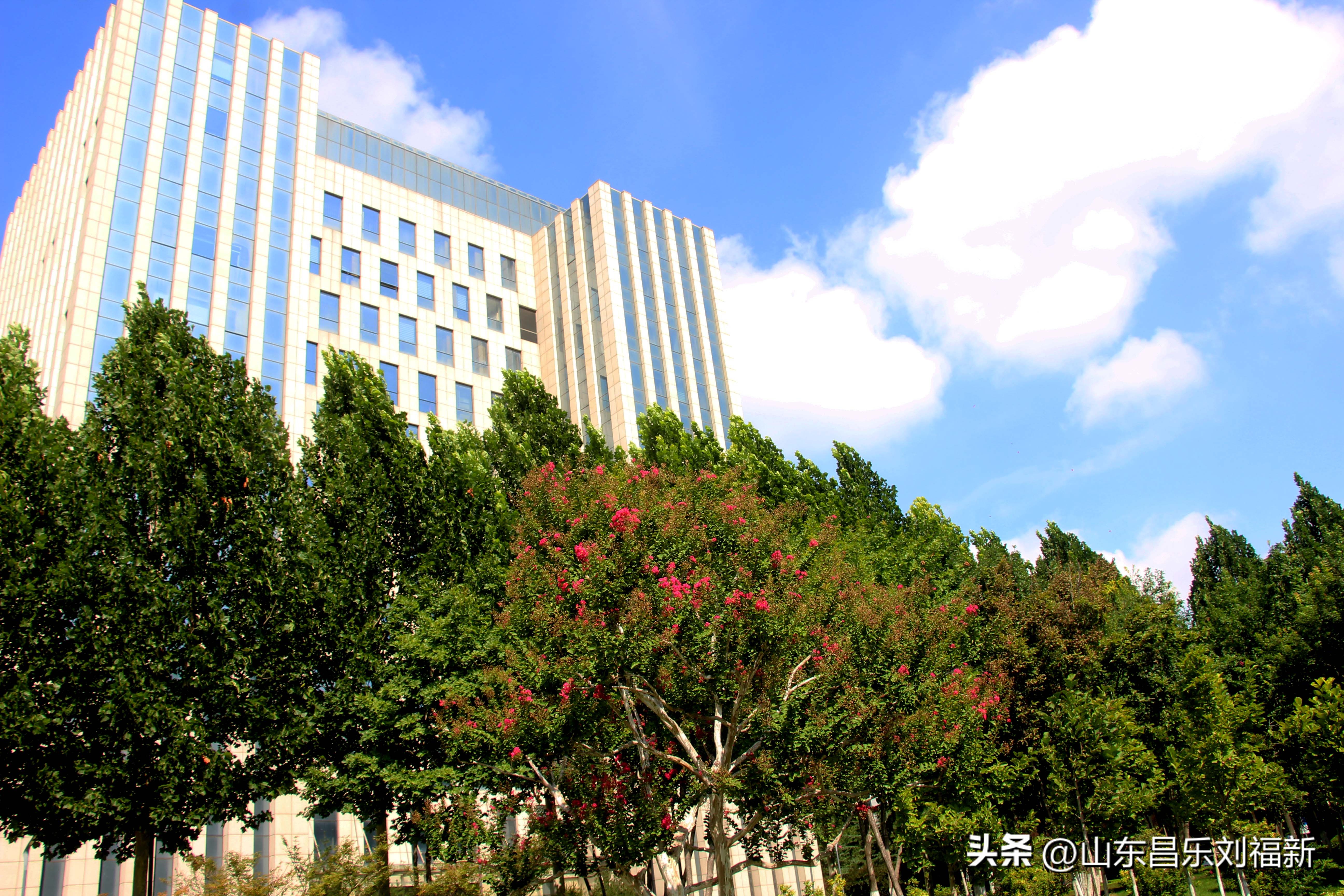 意大利蜻蜓和红蜻蜓,红蜻蜓与台湾红蜻蜓