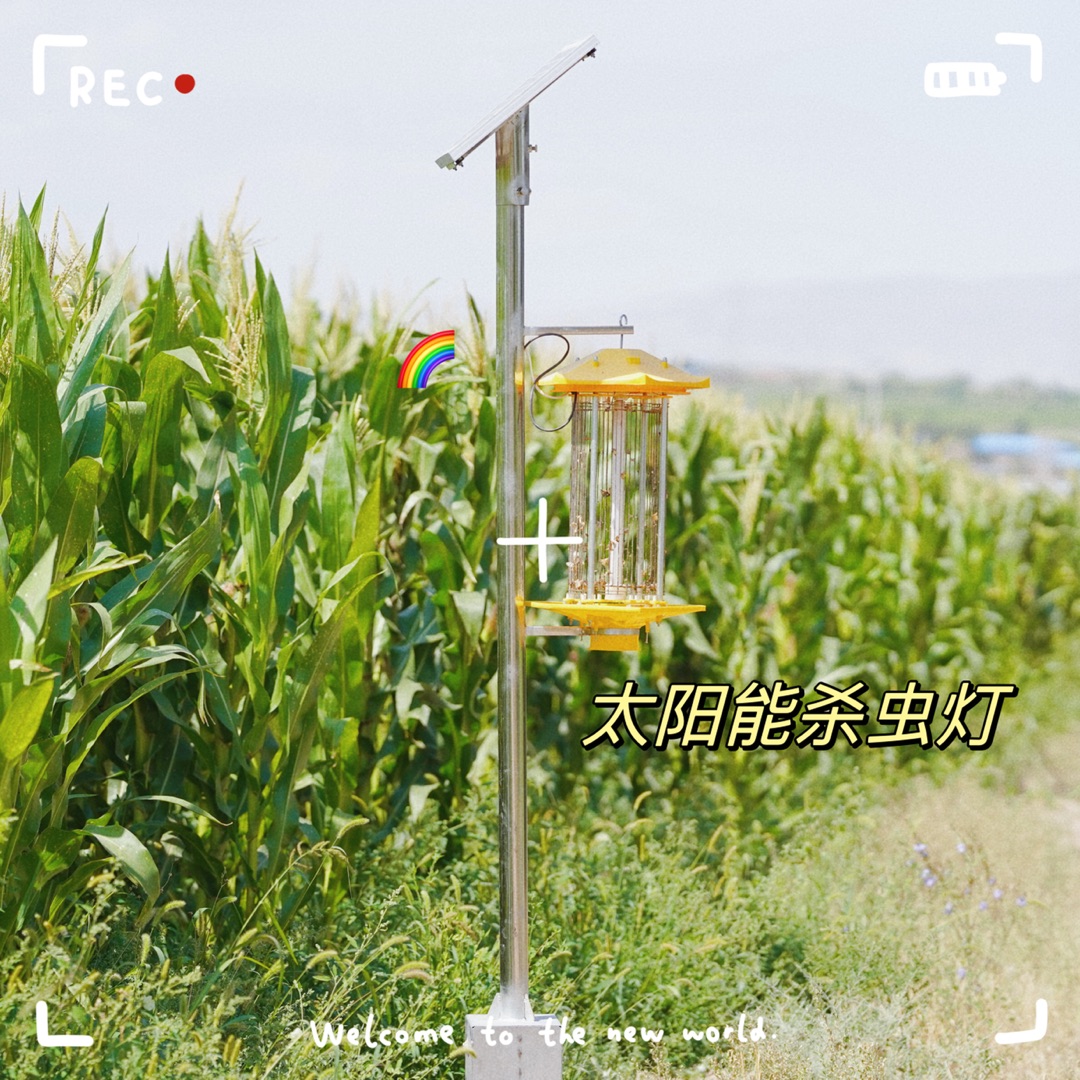 新疆糯玉米粥,新疆有机玉米粥