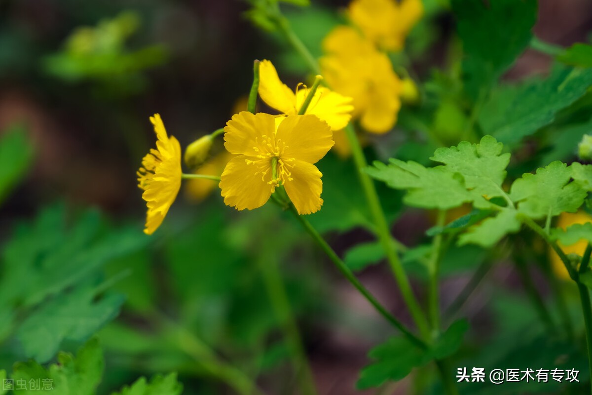 每天一味中药视频,每天一片黄连