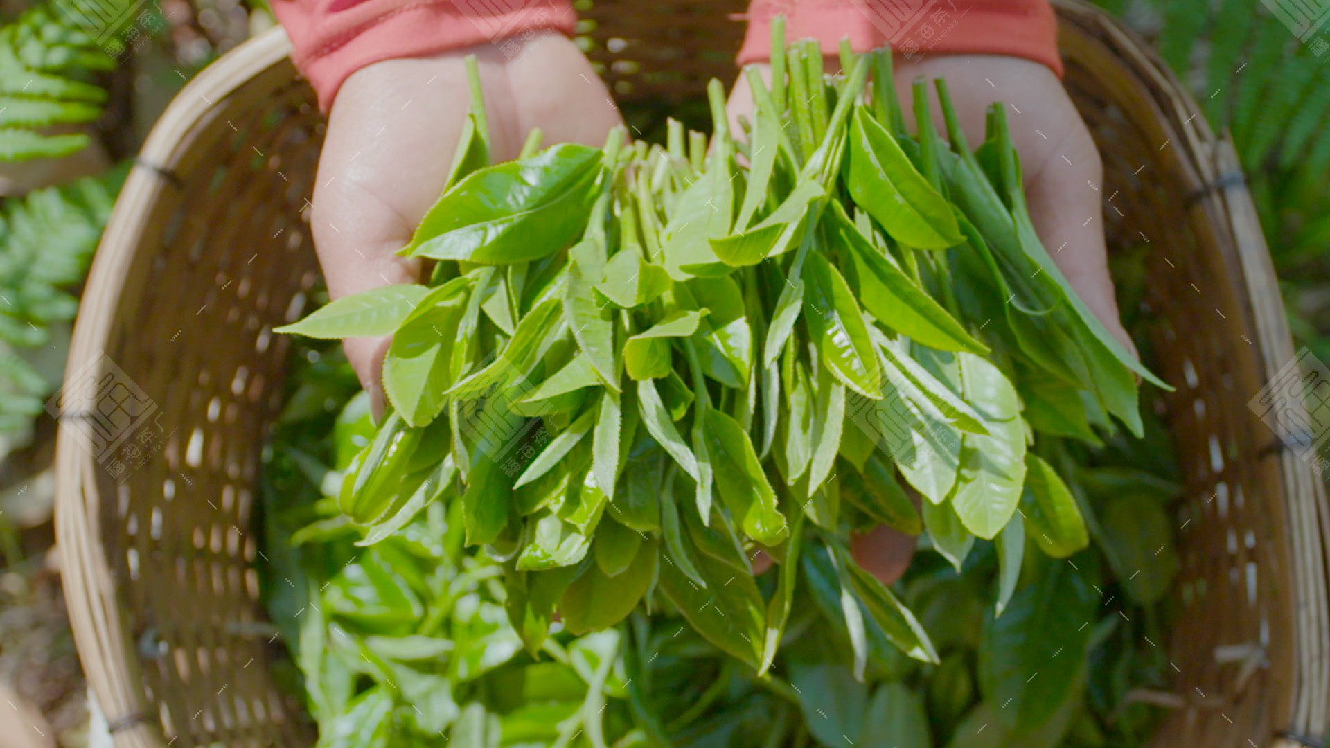 福海班章茶怎么样,2018年福海班章有机茶
