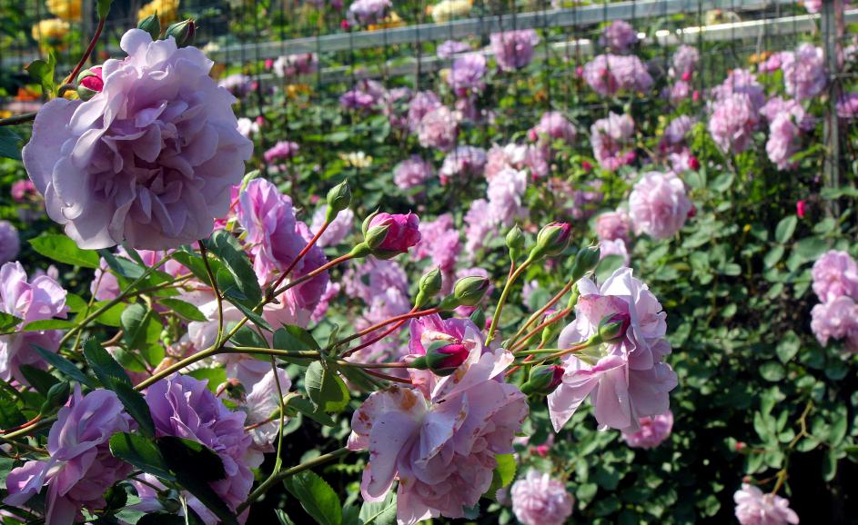 大寨玫瑰花海迷宫,花海迷宫大寨