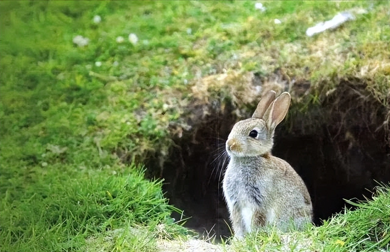 年轻和成年欧洲野兔股骨的形态特征、矿化和力学特性分析