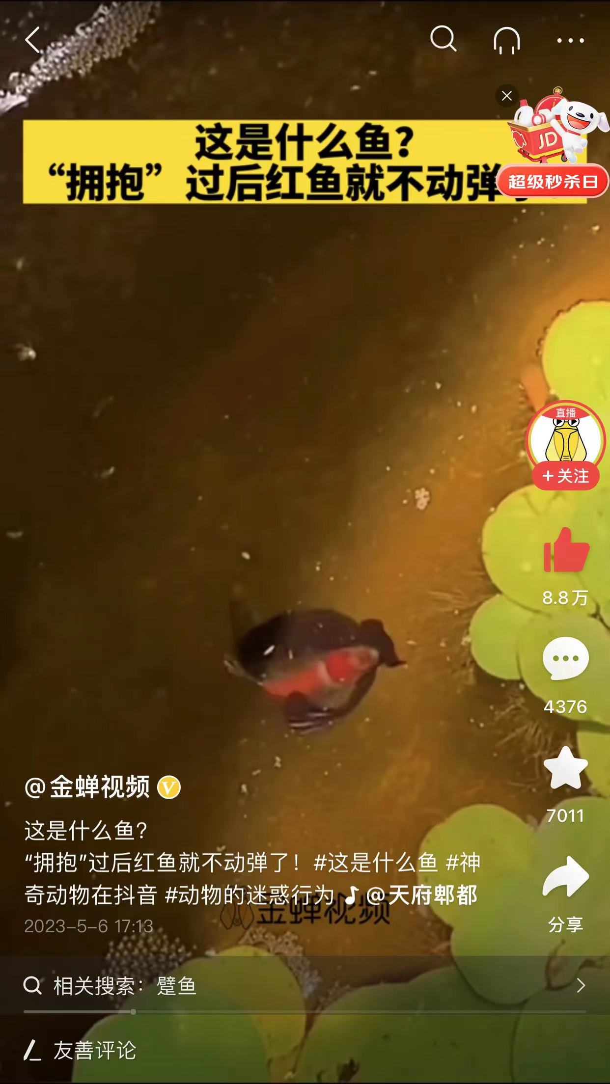 辽宁网友拍到一条怪鱼，学会蟒蛇缠绕，3秒就“绞杀”另外一条鱼