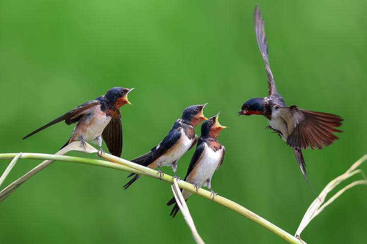 关于春天的100首经典诗词,春天最美的诗词有哪些