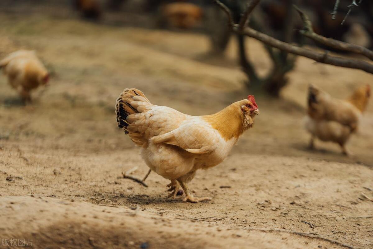 小姑娘赔钱卖土鸡17天赚到700万,土鸡卖一元一只一年能赚180万