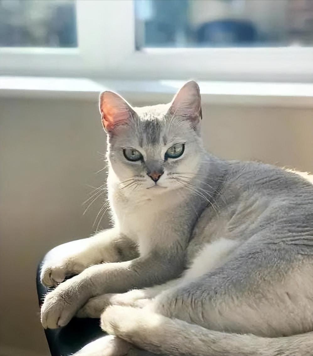 脾气比较暴躁的几种猫新手不要养,猫咪最怕的几种猫