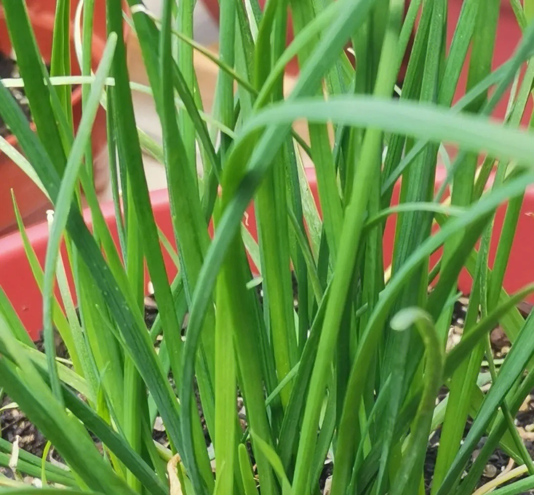 阳台种菜种哪些长得比较快,阳台种菜推荐种什么