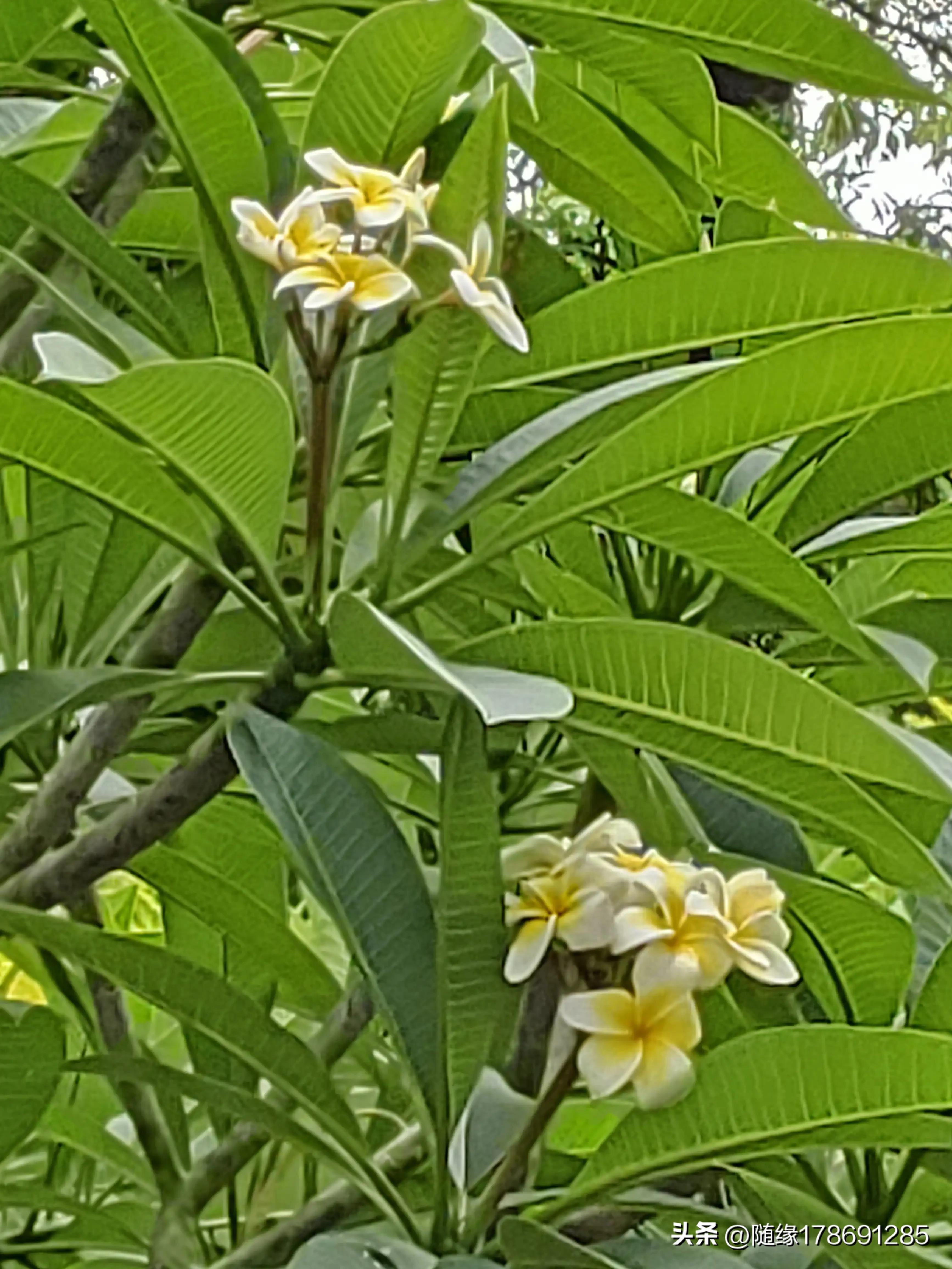 鸡蛋花开,又到了鸡蛋花开的季节