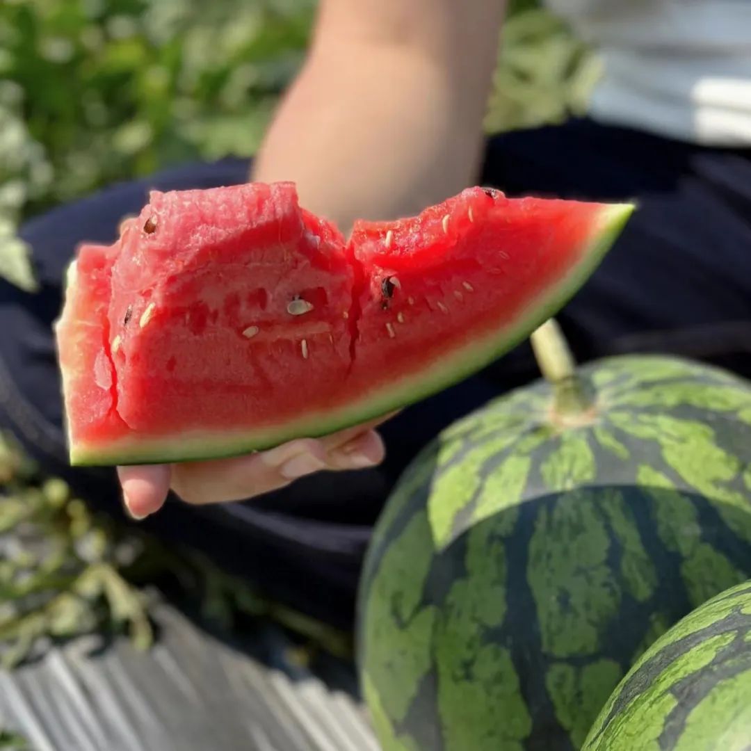 今年夏天最好吃的西瓜,10种最好吃的西瓜
