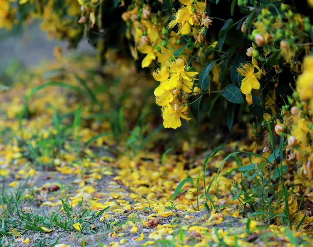 商丘日月湖牡丹盛开,日月湖花商丘