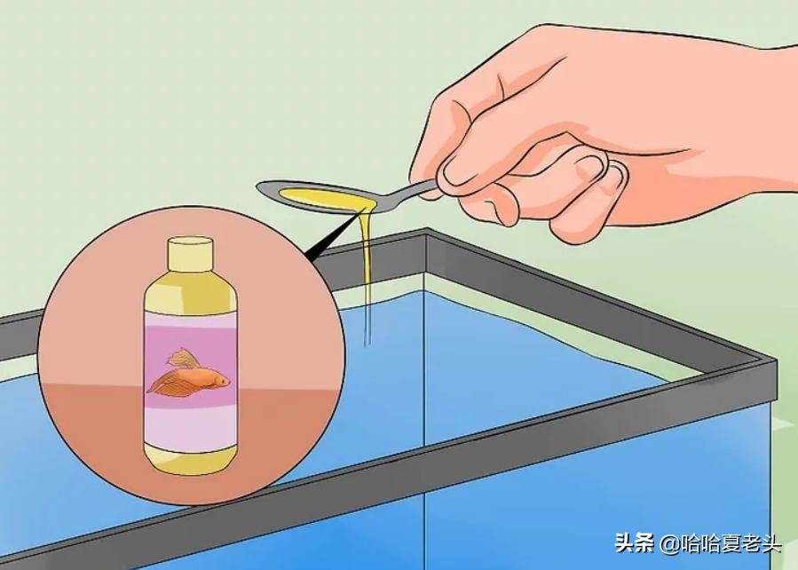 怎样拯救要死的斗鱼,怎么抢救奄奄一息的斗鱼