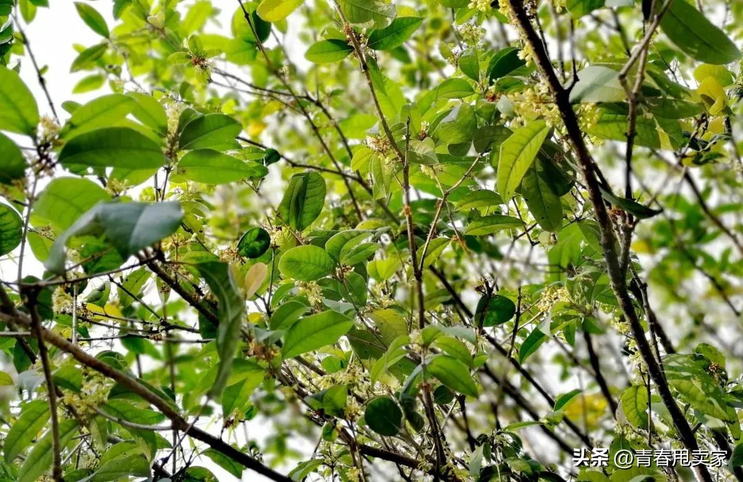 深圳十大古村落观澜版画村,观澜版画村古镇