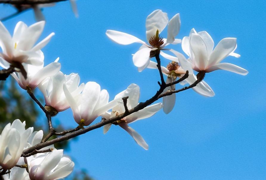 玉兰花古诗30首,玉兰花开古诗