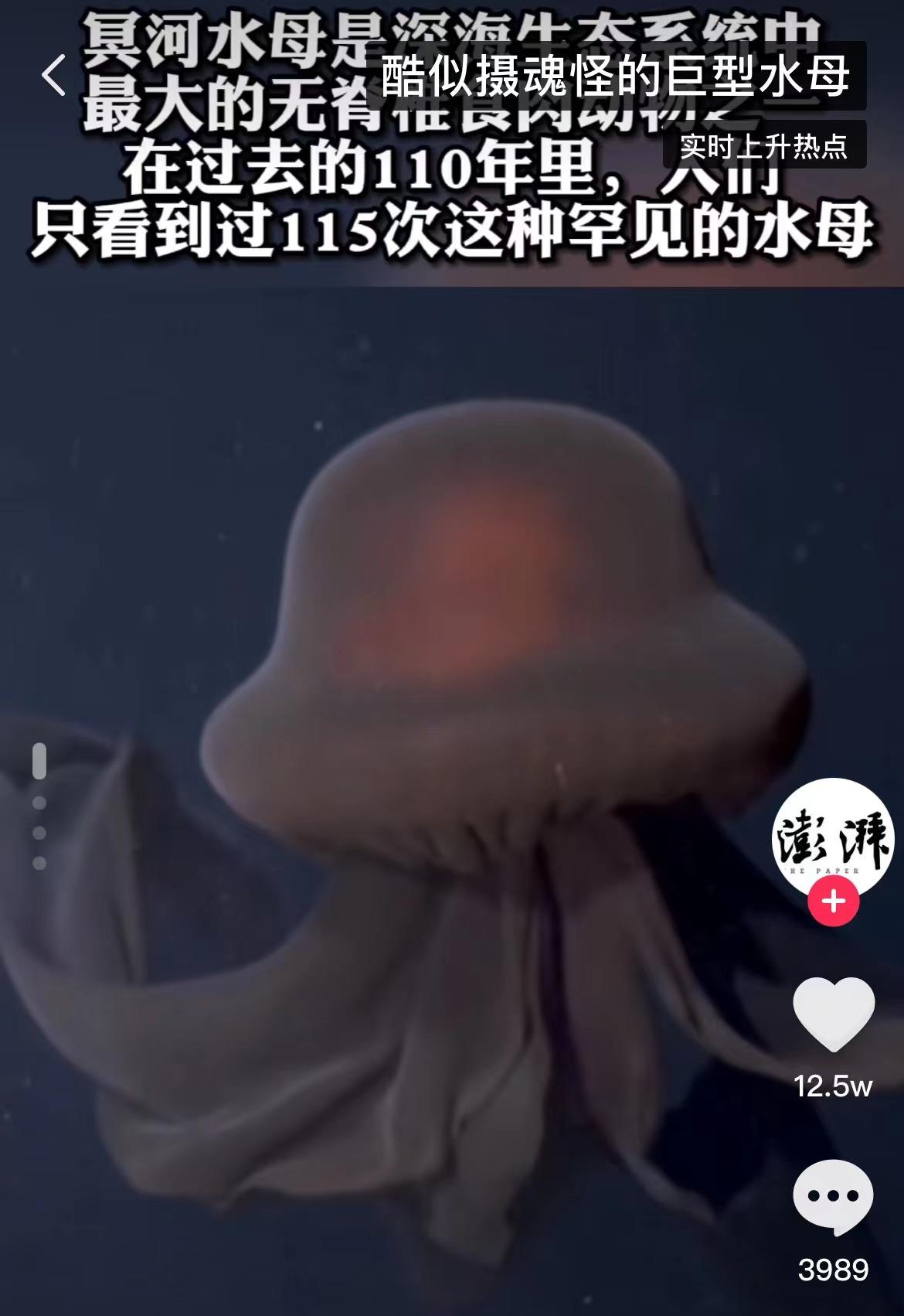 深海真实恐怖巨物,摄魂怪原型冥河水母