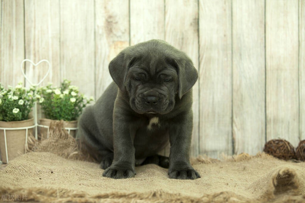 狗狗没生过小狗乳腺有硬块,小狗断奶后乳房胀怎么消肿