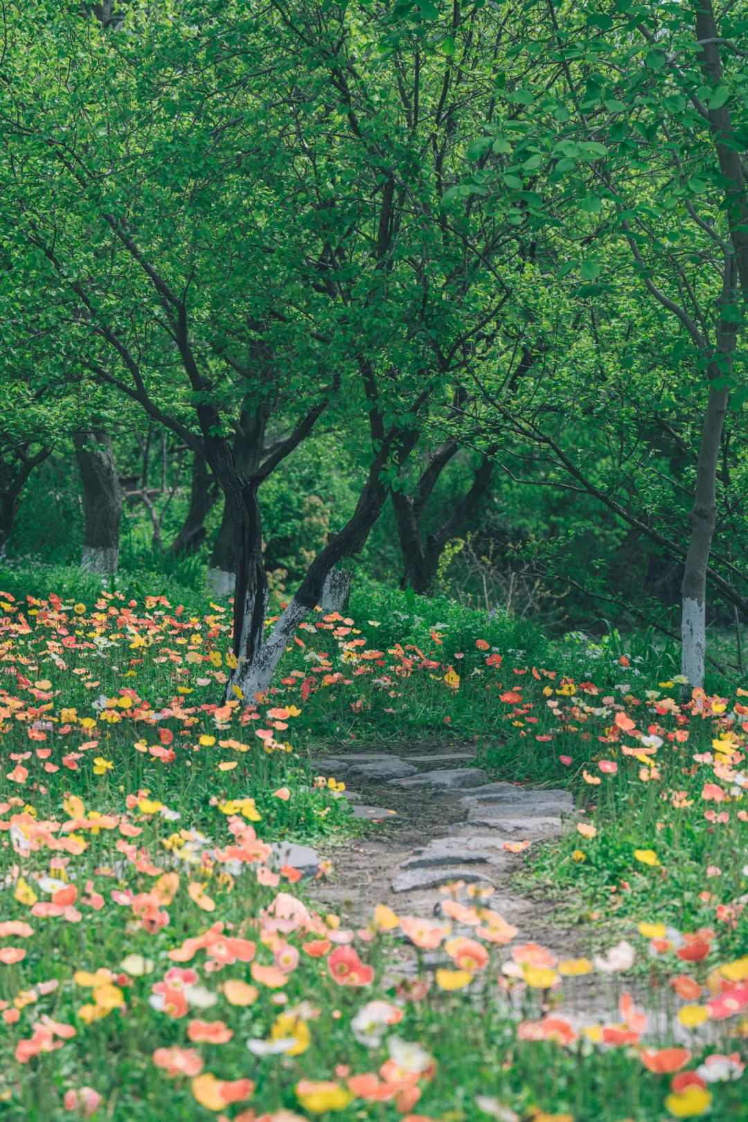 听我的，四月的杭州才是浪漫天花板。