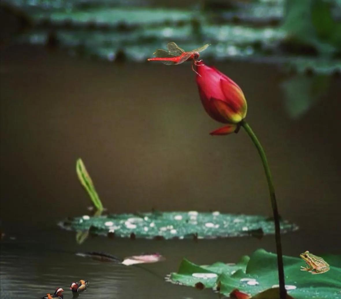 惊艳千年的“花之仙子”，唯美了整个夏天