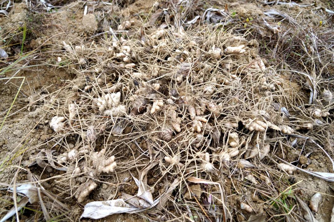 莪术种植一亩利润及生长周期,莪术种植基地