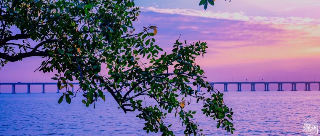 深圳最全红树林公园指南,深圳市最出名红树林湿地公园