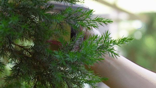 为了这些冰饮，值得专门去趟711