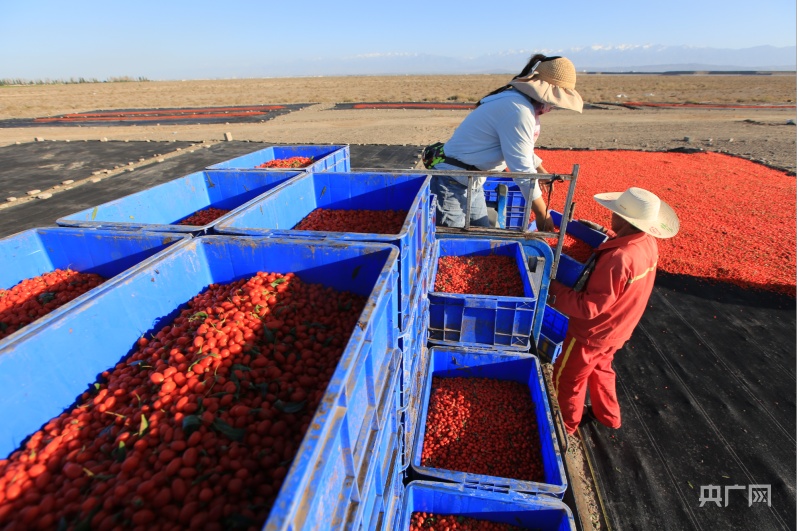 嘉峪关特产枸杞子,嘉峪关万亩枸杞