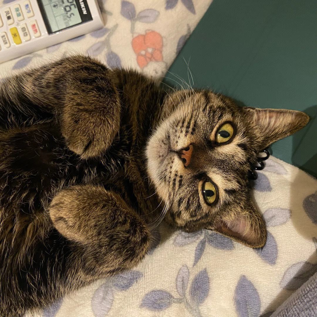 最受好评的猫,好评的猫