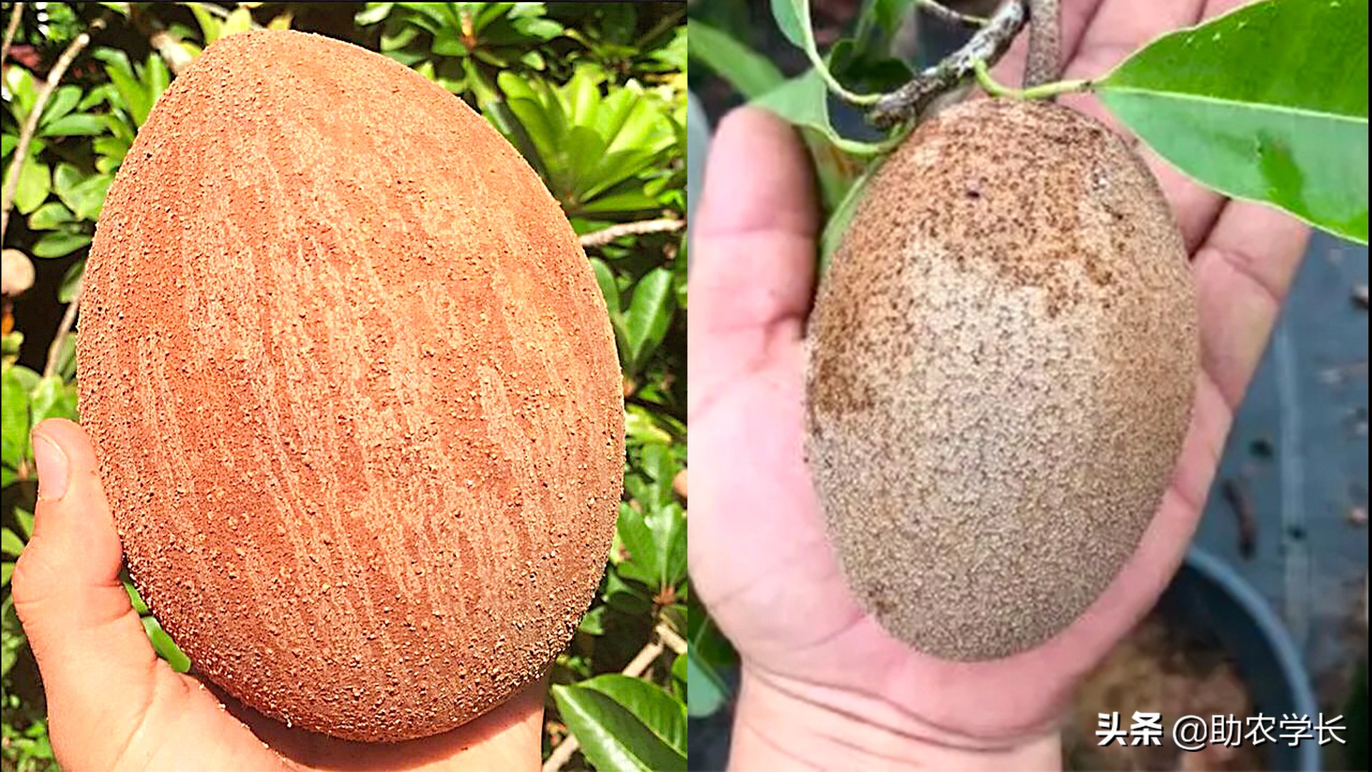 妈米果多少价位,妈咪果好吃吗