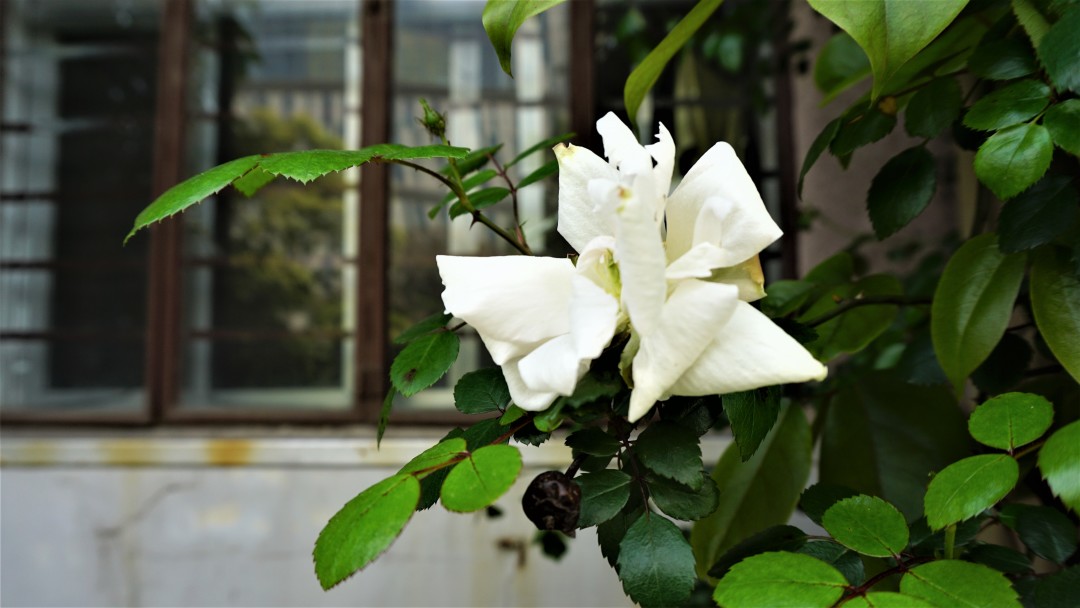 同济大学有多漂亮,同济大学的浪漫