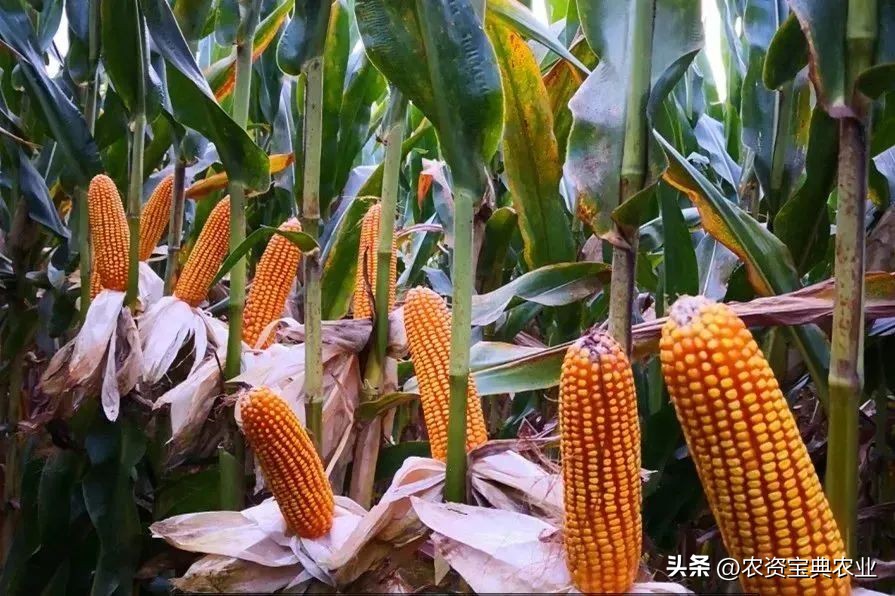 黄金棒819玉米种介绍,黄金棒YD819玉米种审定公告