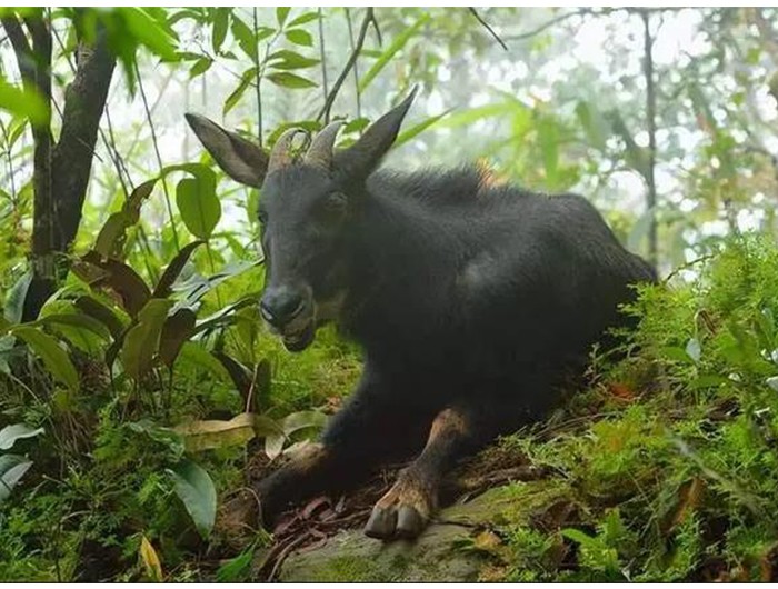 榛勫矖灞卞彂鐜板洓涓嶅儚,鑰佸啘灞变笂鍙戠幇鐨勫洓涓嶅儚