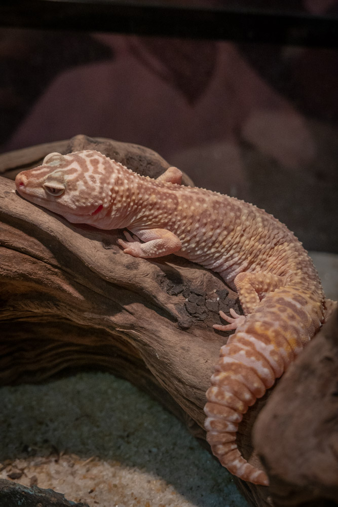 广州长隆野生动物园蛇之秘境,广州这个城市真的好繁华