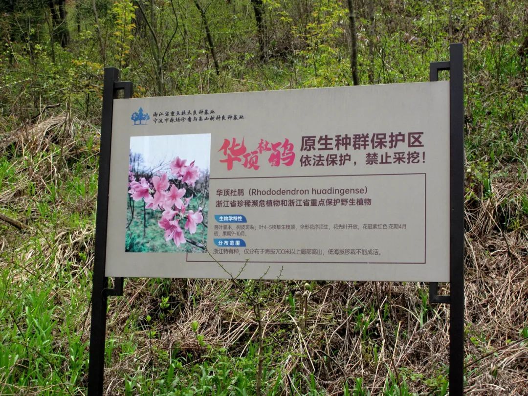 四明山华顶杜鹃,浙东华顶杜鹃群落