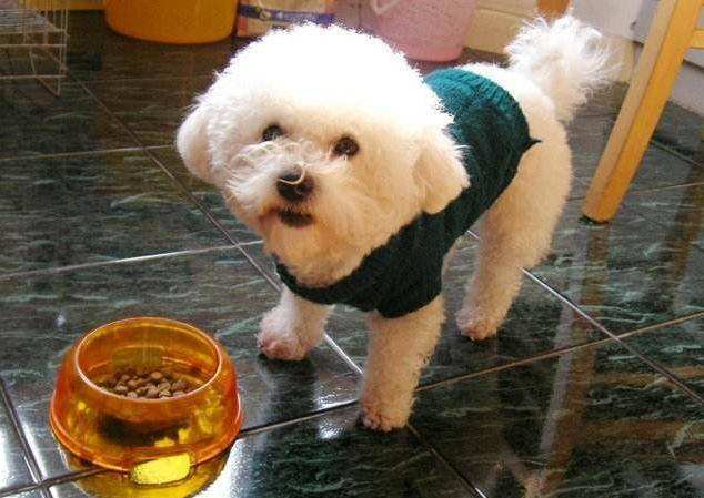 养比熊犬常见的几大坏习惯,比熊犬怎么训练独立的行为